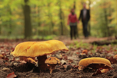BUITEN BEELD Foto: 246625