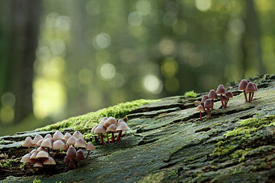 BUITEN BEELD Foto: 246632