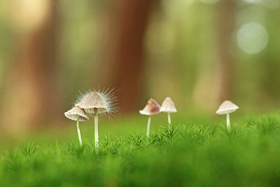 BUITEN BEELD Foto: 246636