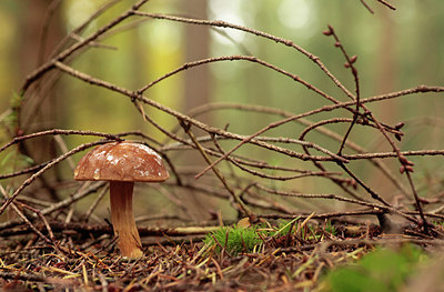 BUITEN BEELD Foto: 246637