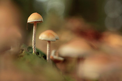 BUITEN BEELD Foto: 246647
