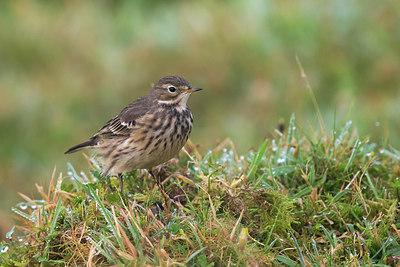 BUITEN BEELD Foto: 246670