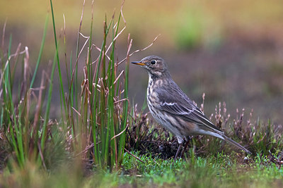 BUITEN BEELD Foto: 246672