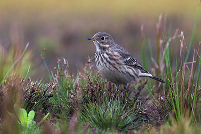 BUITEN BEELD Foto: 246674