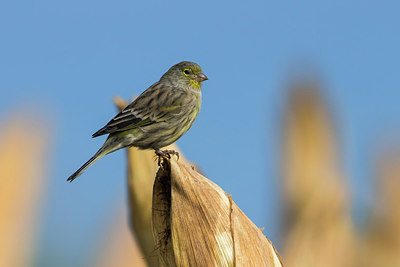 BUITEN BEELD Foto: 246680