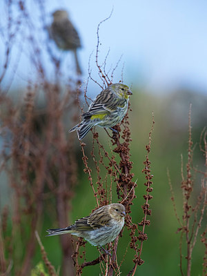 BUITEN BEELD Foto: 246681