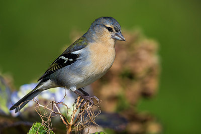 BUITEN BEELD Foto: 246687