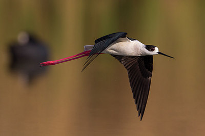 BUITEN BEELD Foto: 246728