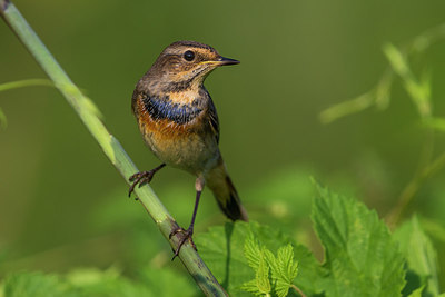 BUITEN BEELD Foto: 246743