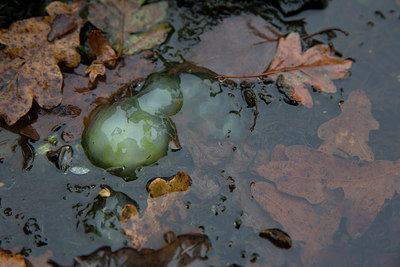 BUITEN BEELD Foto: 246751