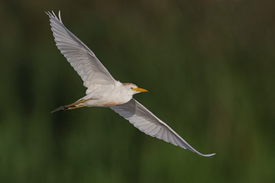 BUITEN BEELD Foto: 246782