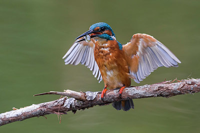BUITEN BEELD Foto: 246787