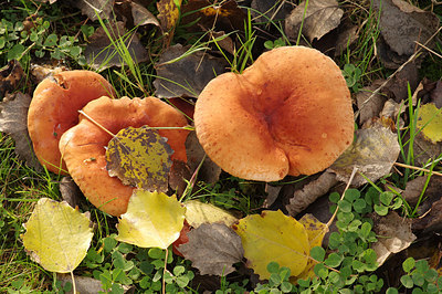 BUITEN BEELD Foto: 246837