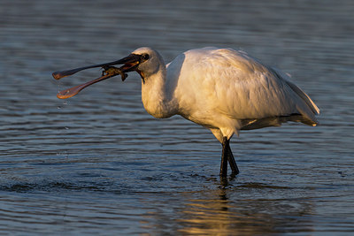 BUITEN BEELD Foto: 246870