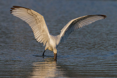 BUITEN BEELD Foto: 246872