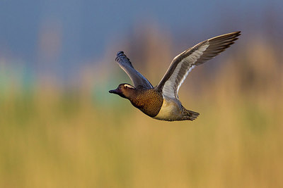 BUITEN BEELD Foto: 246877