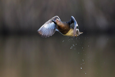 BUITEN BEELD Foto: 246878