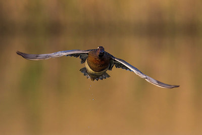 BUITEN BEELD Foto: 246880