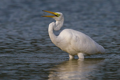 BUITEN BEELD Foto: 246885