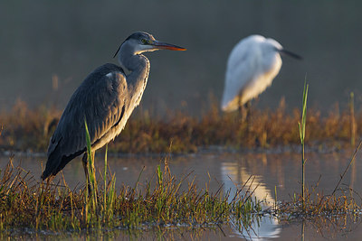 BUITEN BEELD Foto: 246911