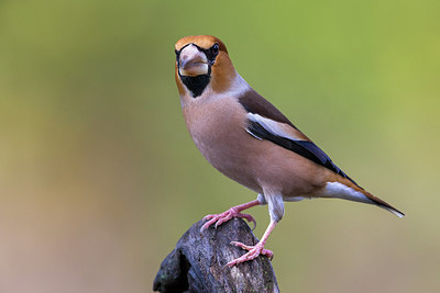 BUITEN BEELD Foto: 246922