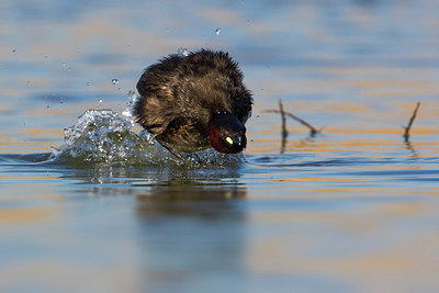 BUITEN BEELD Foto: 246945