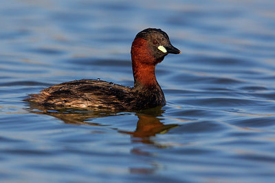 BUITEN BEELD Foto: 246946