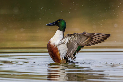 BUITEN BEELD Foto: 247052