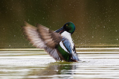 BUITEN BEELD Foto: 247056