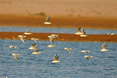 BUITEN BEELD Foto: 247097