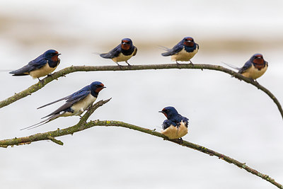 BUITEN BEELD Foto: 247165