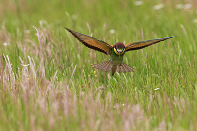 BUITEN BEELD Foto: 247174