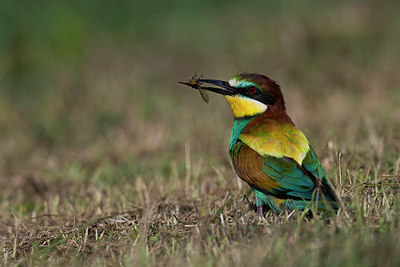 BUITEN BEELD Foto: 247185