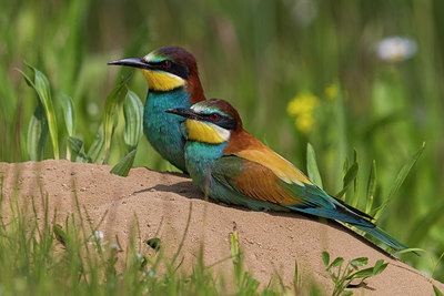 BUITEN BEELD Foto: 247190