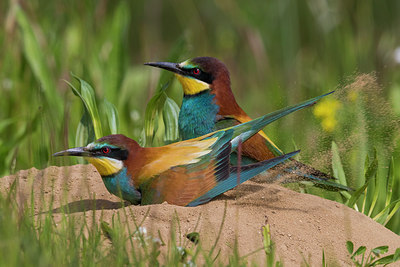BUITEN BEELD Foto: 247192