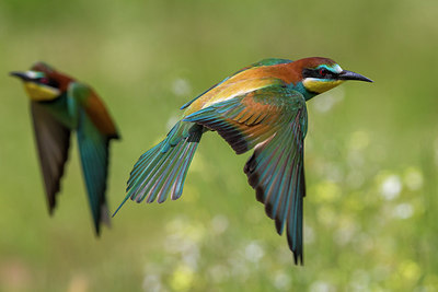 BUITEN BEELD Foto: 247203