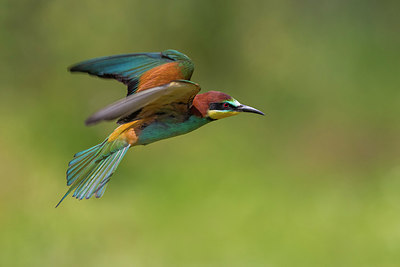 BUITEN BEELD Foto: 247211
