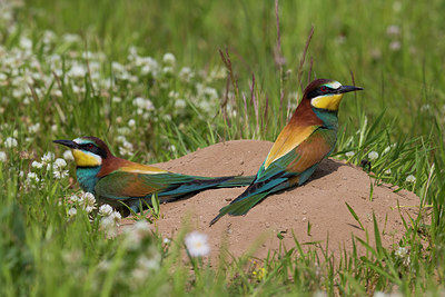 BUITEN BEELD Foto: 247212