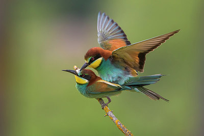 BUITEN BEELD Foto: 247220