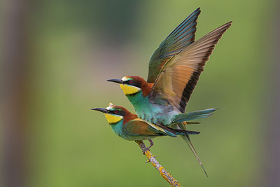 BUITEN BEELD Foto: 247222