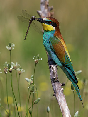 BUITEN BEELD Foto: 247233
