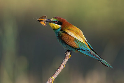 BUITEN BEELD Foto: 247278