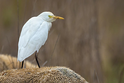 BUITEN BEELD Foto: 247385