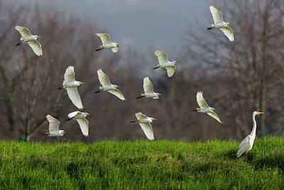 BUITEN BEELD Foto: 247387