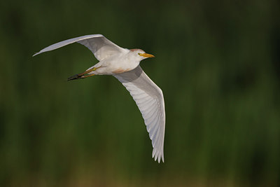 BUITEN BEELD Foto: 247388