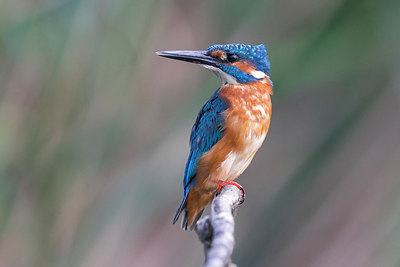 BUITEN BEELD Foto: 247398