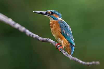 BUITEN BEELD Foto: 247399