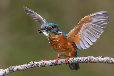 BUITEN BEELD Foto: 247401