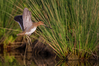 BUITEN BEELD Foto: 247402