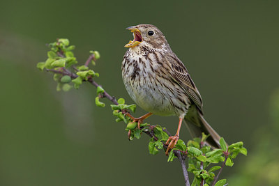 BUITEN BEELD Foto: 247416